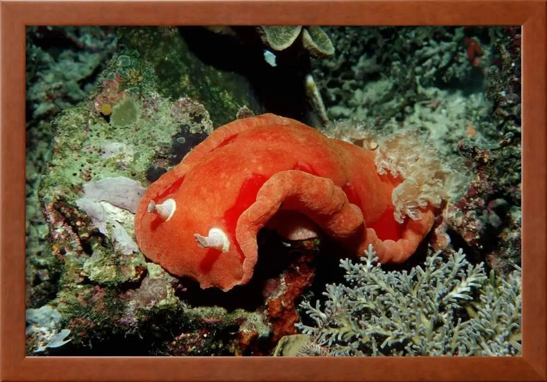 Spanish Dancer Nudibranch (Hexabranchus Sanguineus), Komodo National Park, India
