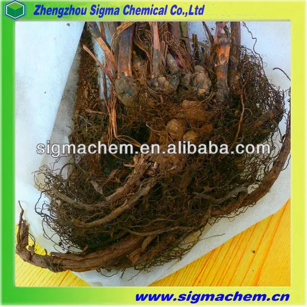 China High Quality  Aconitum Sinomontanum Nakai.jpg
