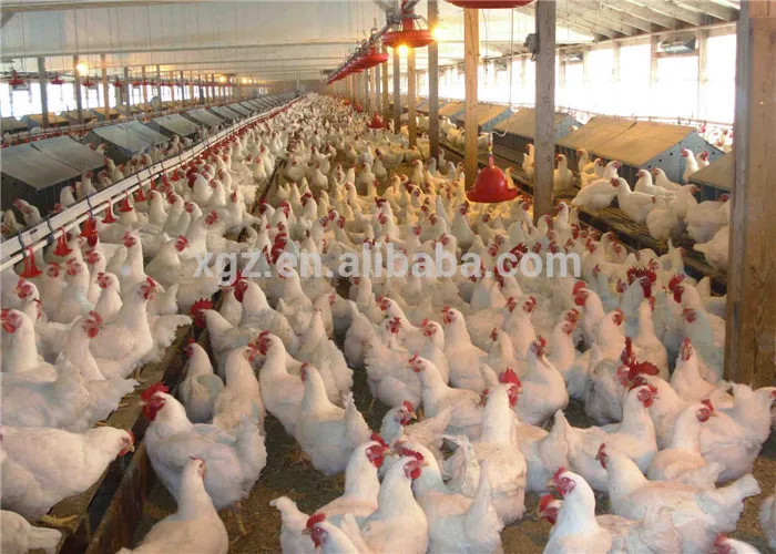 Automatic prefab commercial poultry housing