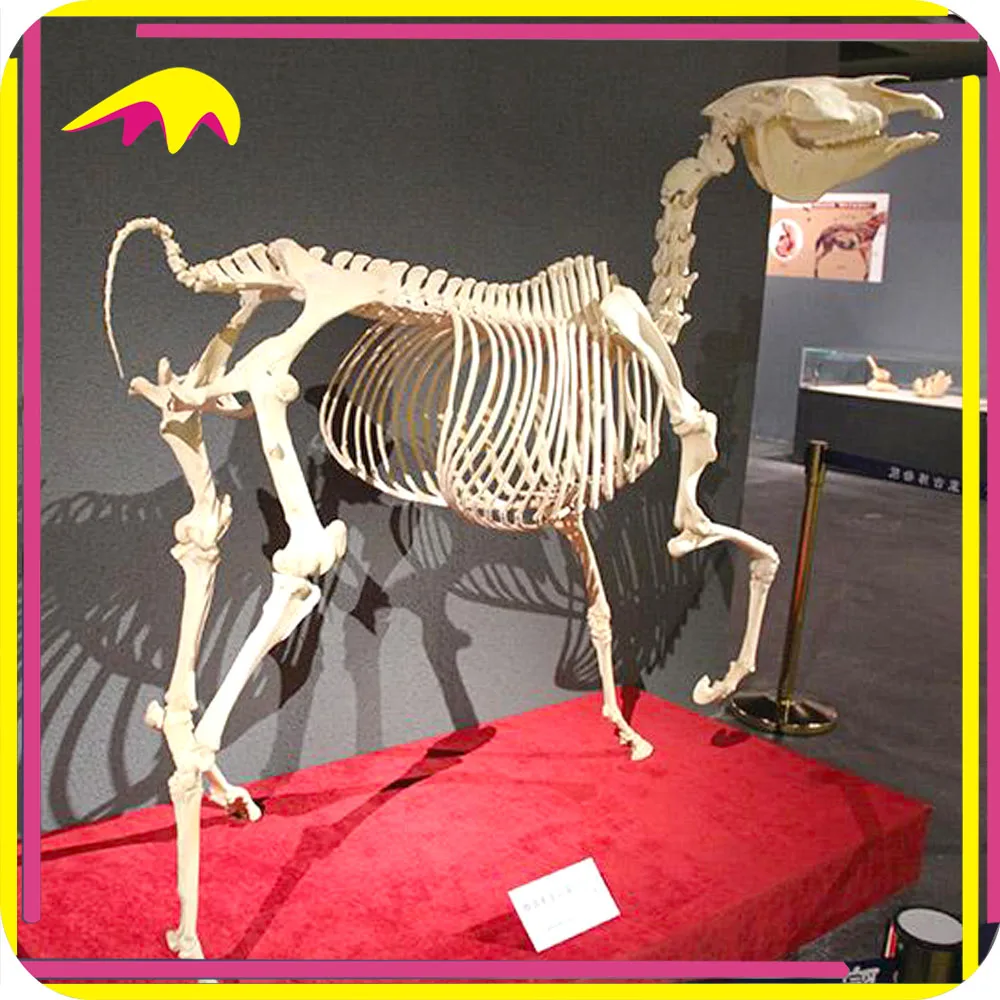 KANO3905 Lustige Lebensgroße Thema Museum Harz Pferd Skeleton Modell