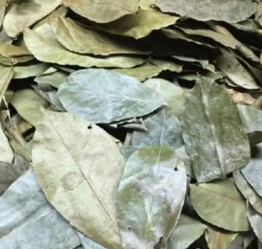 Anti cancer tea wild Dried Soursoup whole leaves tea - 4uTea | 4uTea.com Anti cancer tea wild Dried Soursoup whole leaves tea - 4uTea | 4uTea.com