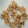 Thin Ginger/Thin fresh Ginger/small ginger