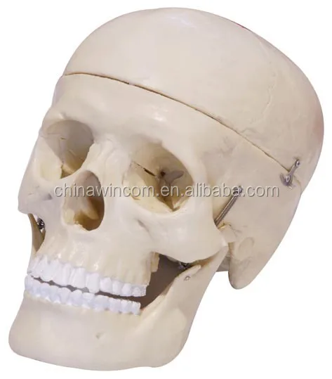 Teaching Skull Model