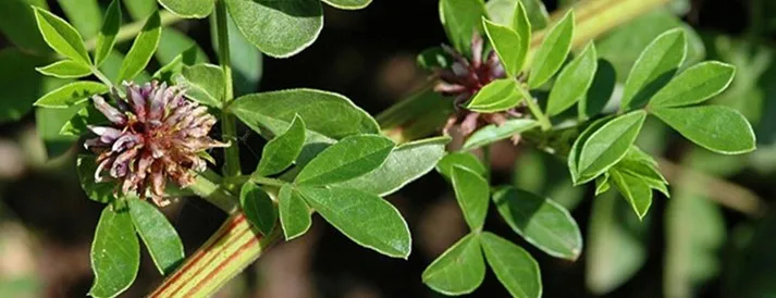 Licorice extract Glabridin.jpg