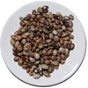 castor seeds beans buy castor beans