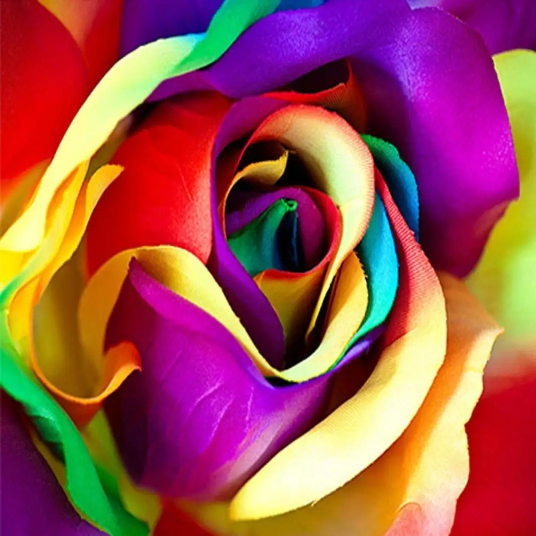 Разноцветные розы бутон