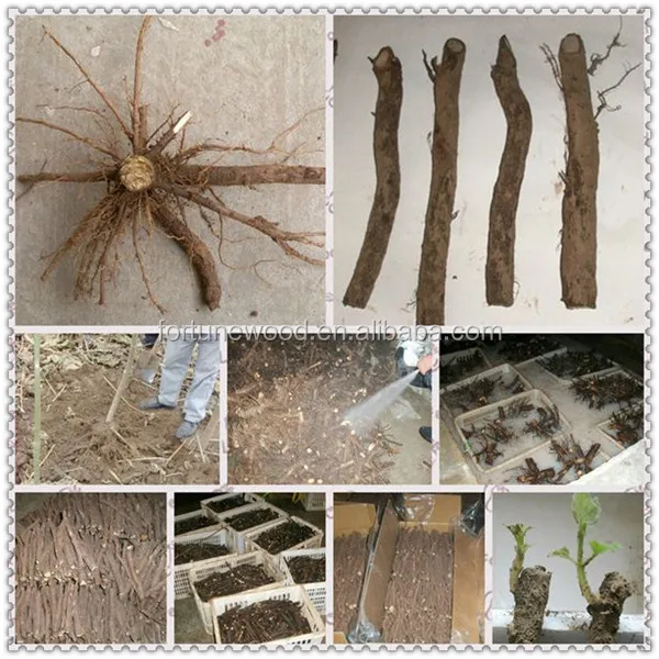 Fast Growing Paulownia Shan Tong Root Stump for Growing