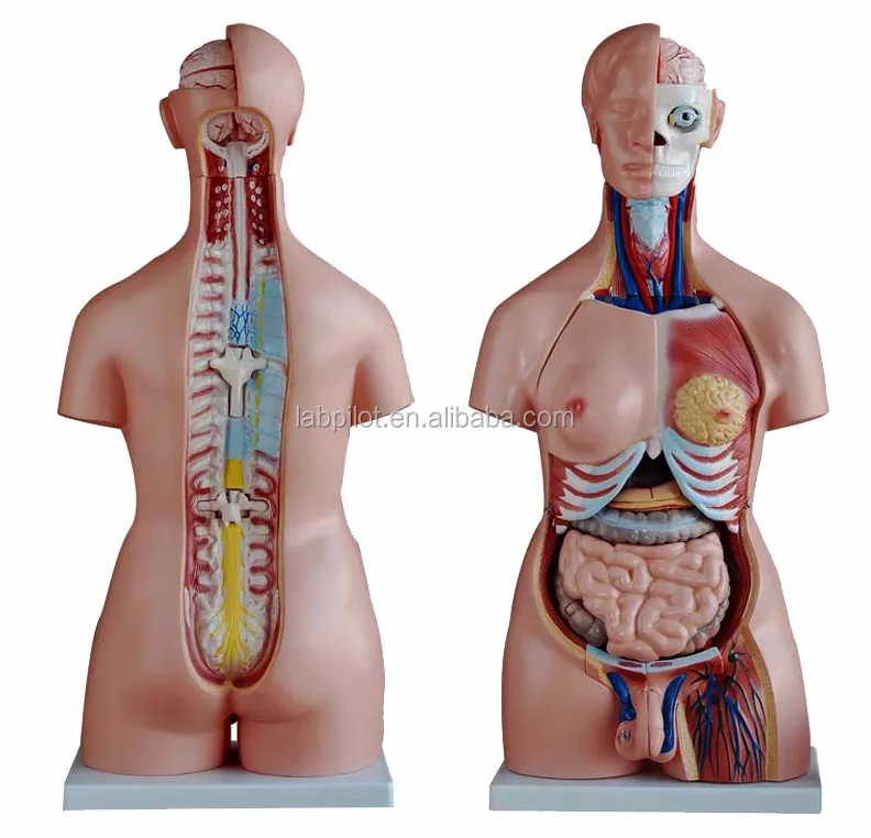 85cm Unisex Torso With Internal Organs 40 Parts Torso Anatomy Model Buy Human Torso Model Female Torso Male Torso Mannequin Product On Alibaba Com