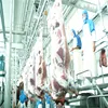 Halal Cattle Abattoir Plant Standard Bovine Beef Meat Processing Plant