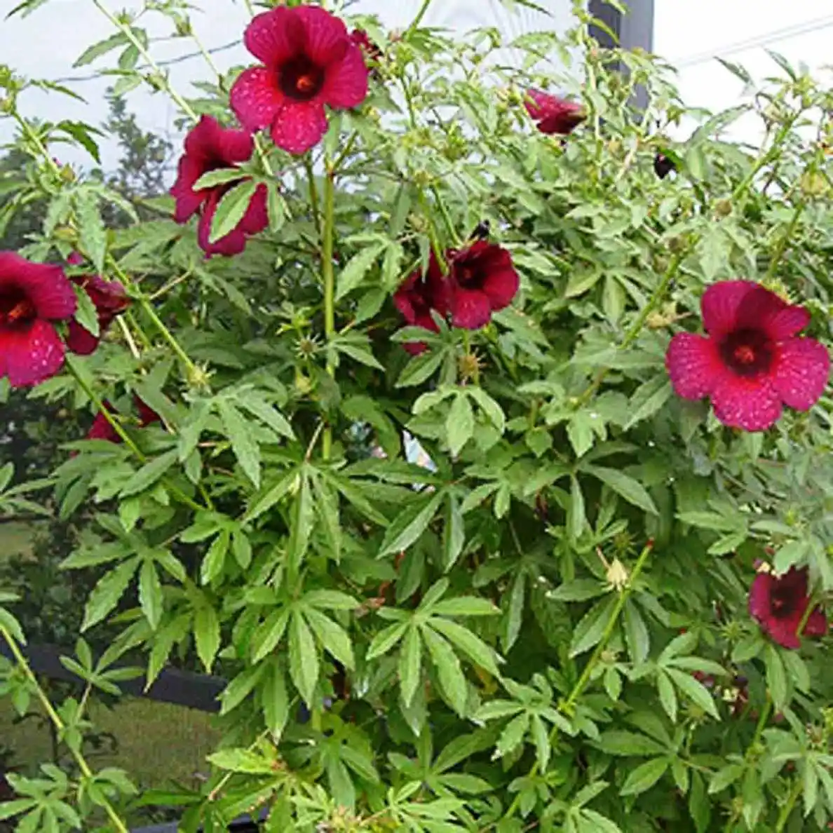 Elderly couple suing police alleging excessive force after