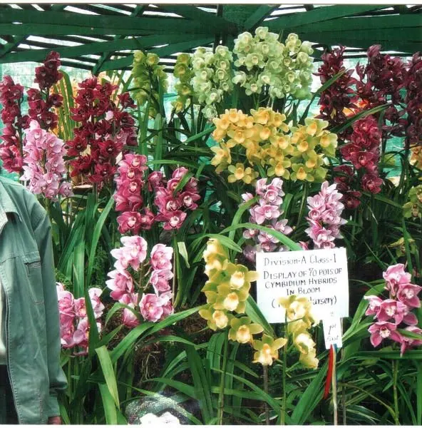 Cymbidium Orchids Buy Cymbidiums Orchids Product On Alibaba Com,Electric Dryer Connection Vs Gas