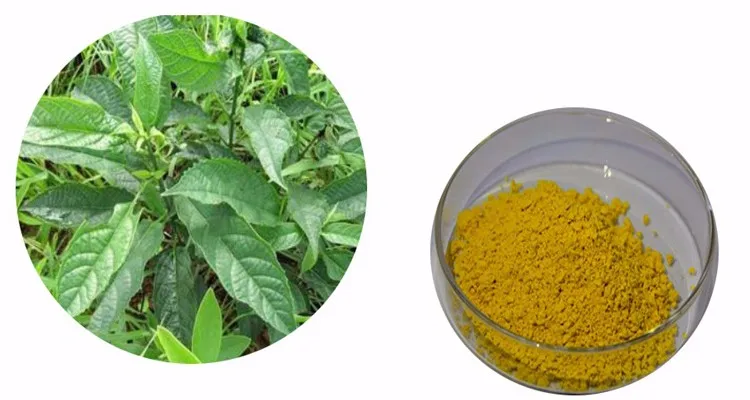 natural high quality rhizoma coptidis root extract berberine