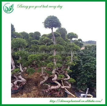 40+ Most Popular Large Bonsai Tree For Sale Near Me | Pink ...