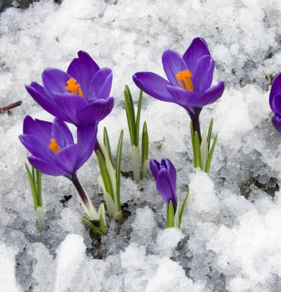 tibet origin saffron iranian-saffron-price