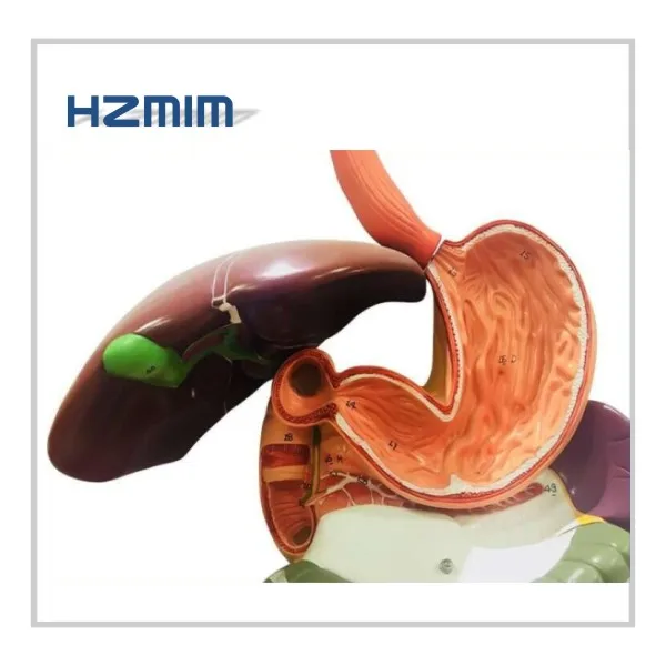 Human Biological Anatomical Digestive System Model Buy Digestive
