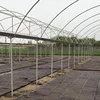 Hydroponics of polyethylene nursery in Greenhouse