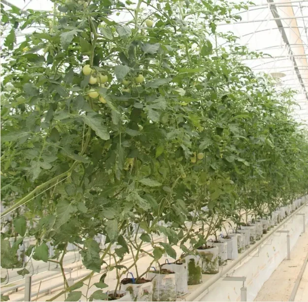 Tomato Nursery Planting Equipment Tomato Nursery Planting Equipment