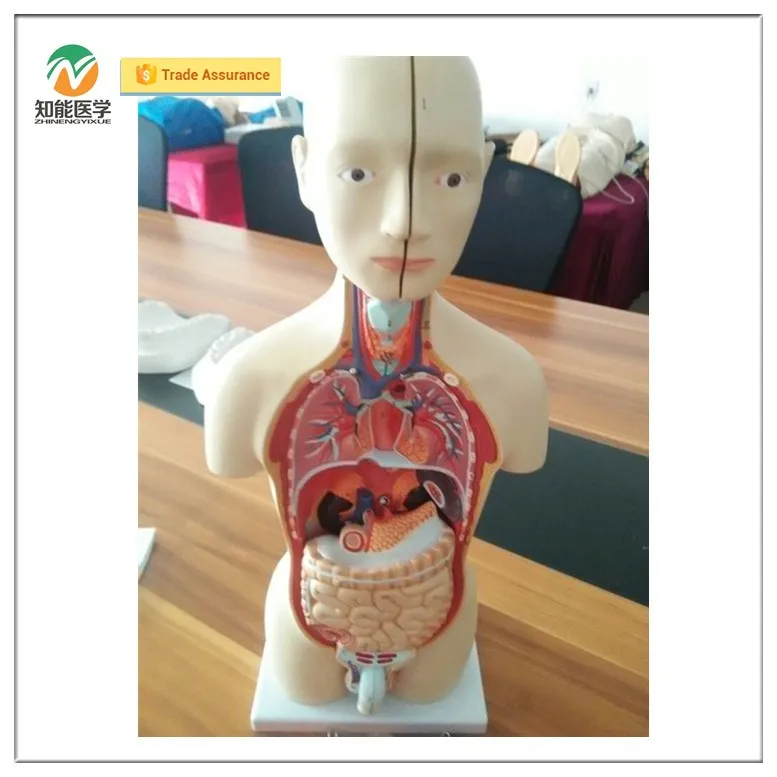 High Qmedical Anatomy 50cm Human Anatomical Torso Model Buy