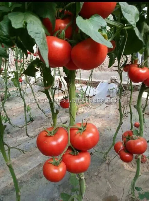T08 Tina hybrid tomato seeds with stronger TYLCV resistant ability.jpg