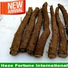 Top supply paulownia seedlings roots for forest