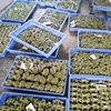 High Quality Injection Wax for Precision Lost Investment Wax Casting