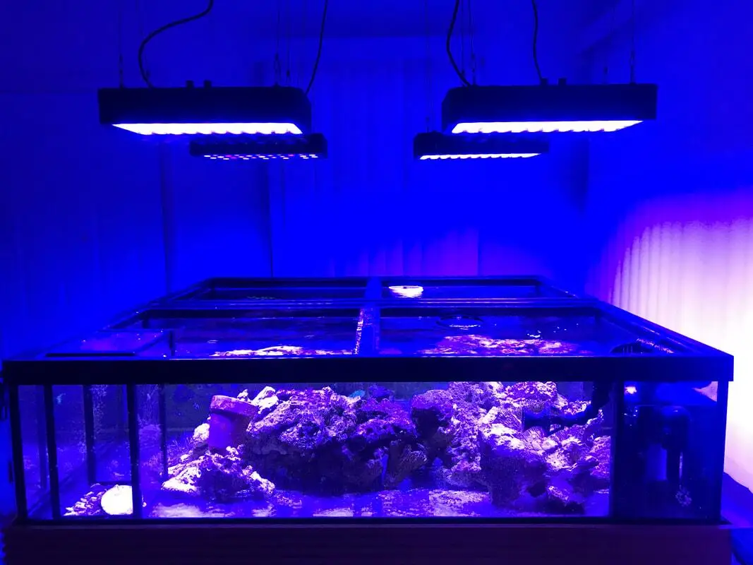 Sunrise and Sunset Simulation LED Plant Light for Saltwater Aquarium Marine Plants Sunrise and Sunset Simulation LED Plant Light for Saltwater Aquarium Marine Plants Sunrise and Sunset Simulation LED Plant Light for Saltwater Aquarium Marine Plants.jpg