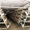 First class quality A type automatic poultry cage for layer
