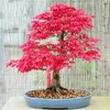 Japanese red maple bonsai