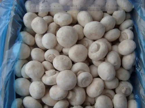 MUSHROOMS WHOLE FRESH PRODUCE FRUIT VEGETABLES 16 OZ