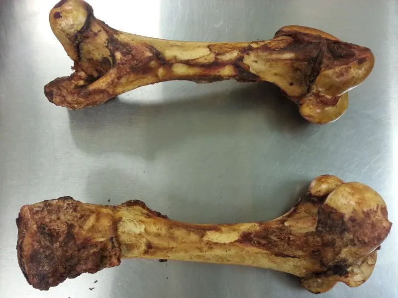 cow femur bone for dogs