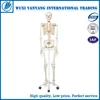 Full Size 170 Cm Human Skeleton with Open Skull, Muscle Painted and Ligament