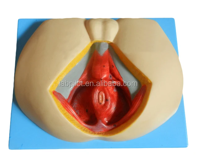 A15112 Male Perineum model (8).jpg