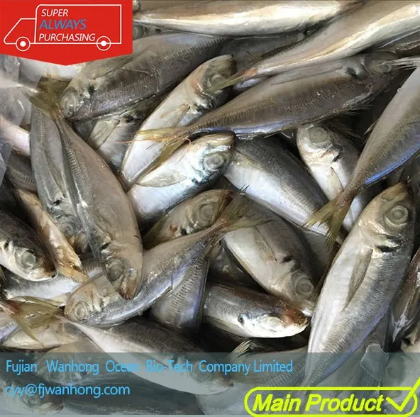 Sardine Fishing Bait,Sardinella,Ocean Sardine For Bait All Size
