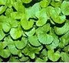 Pegagan / Pennywort Leaf (Centella asiatica)
