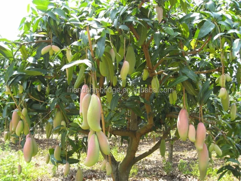 Tropics Fruit Tree Mango Trees For Sale Buy Fruit Tree,Mango Tree