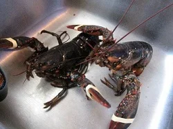 
live candian lobster 