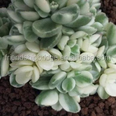 Cotyledon tomentosa 6.jpg