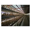full production line cage chicken with farm samples