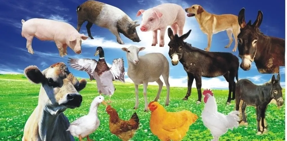 animal feed pellet.jpg