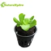 2" Net Pot For Hydroponic System For Vegetables Planting
