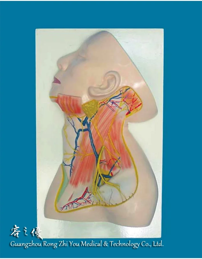 Dangkal R050120 Leher Manusia Saraf Dan Pembuluh Darah Medis Anatomi Model Buy Medis Anatomi Model Model Anatomi Pembuluh Darah Manusia Manusia Medis Anatomi Model Product On Alibaba Com