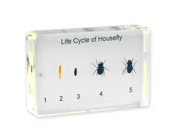 Siklus Hidup Lalat Acrylic Serangga Spesimen Paperweight Buy