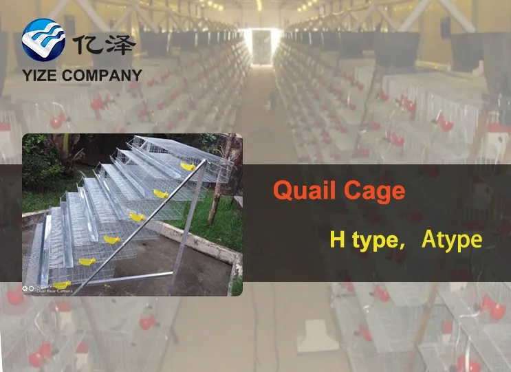 Automatic Design Layer Quail Cages / Commercial Quail Layer Cage For