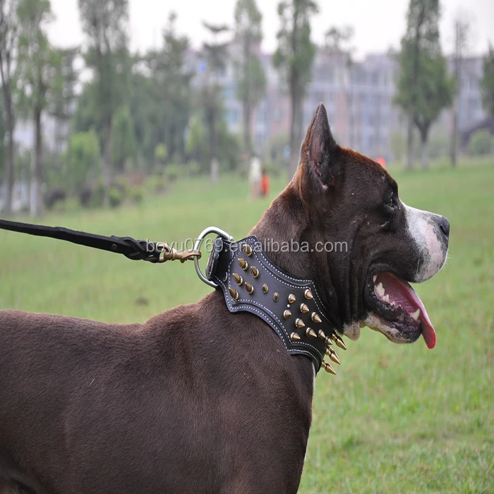 ozel deri civili buyuk kopek tasmasi pitbulls buy kopek tasmalari pitbulls ozel kopek tasmalari buyuk kopek tasmalari product on alibaba com