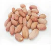 2018long shape china edible peanut