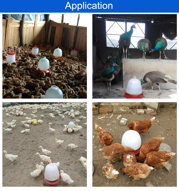 Automatic Chicken Drinker Factory Supply,Chicken Drinker Philippines ...