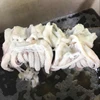 2018 Frozen Cleaned Cuttlefish Head