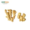 China fresh organic ginger wholesale supplier