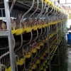 special indoor top level high quality layer quail cage with auto water system