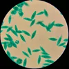 zoology Educational Medical & Science lab consumables Euglena W.M. prepared microscope slides